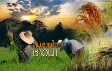 ลมหายใจชาวนา