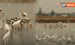 นกน้ำอพยพหากิน ในพื้นที่เพชรบุรี บ่งบอกถึงความอุดมสมบูรณ์