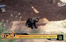 ปศุสัตว์โคราชแจง แมวตายยกหมู่บ้าน เกิดจาก “โรคหัดแมว”