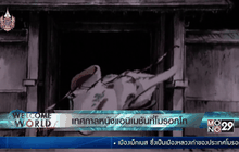เทศกาลหนังแอนิเมชันที่โมรอกโก