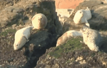 แมวน้ำอพยพเข้ามาในจีน