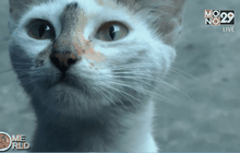 เปิบเมนูแมวในคองโก