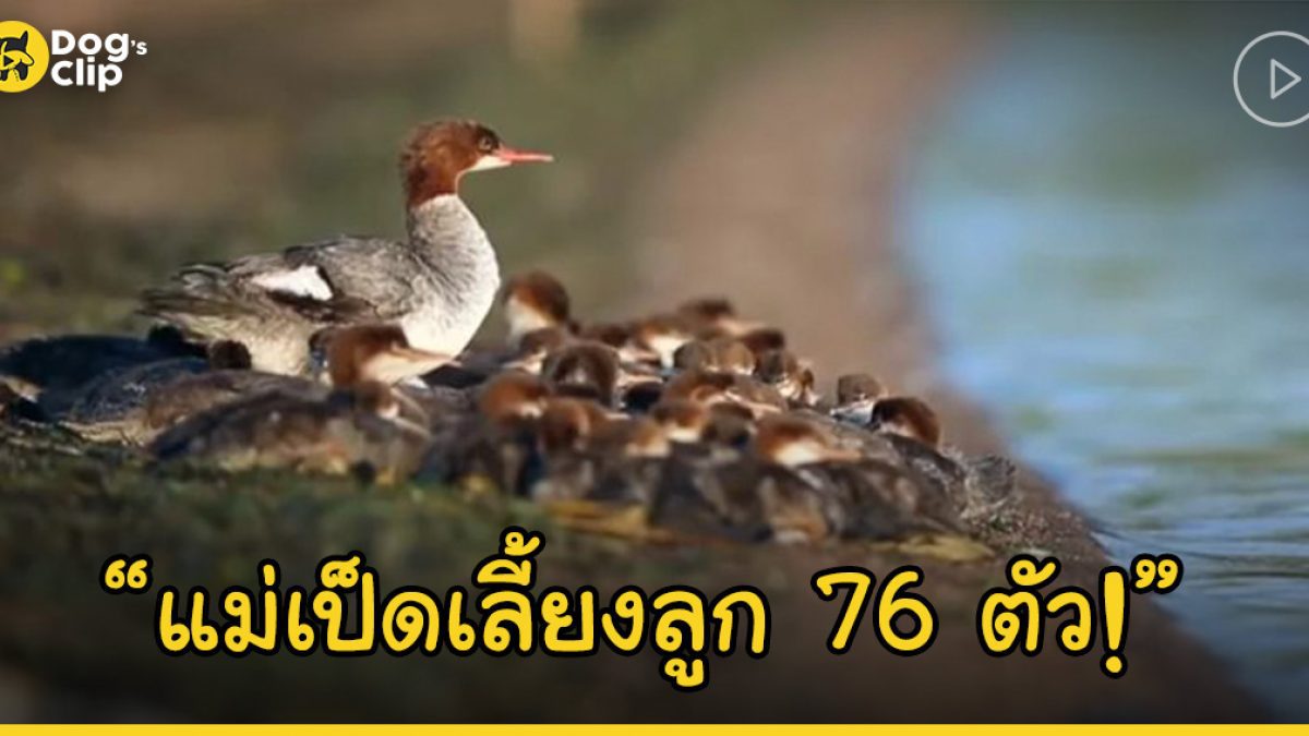 สุดยอดคุณแม่! แม่เป็ดเลี้ยงลูกน้อยพร้อมกันถึง 76 ตัว