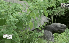 พบเต่าสายพันธุ์ใหม่ที่หมู่เกาะกาลาปากอส