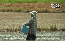 เตรียมประกาศงดทำนาปรังปีที่ 2