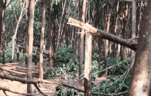 ผลกระทบจากพายุฤดูร้อน