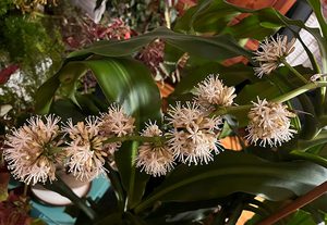 วิธี ปลูกต้นวาสนาให้ออกดอก ต้นไม้มงคลกับความเชื่อในไทย