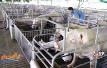 เกษตรกรราชบุรีค้านนำเข้าเนื้อหมูจากสหรัฐฯ