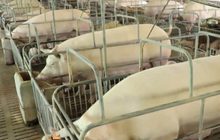 หวั่นอหิวาต์หมูระบาด คุมเข้มฟาร์มหมู จ.ราชบุรี