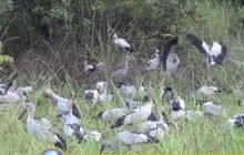 นกกระสานับพันอพยพหนีหนาว