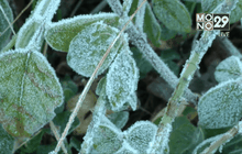 อุณหภูมิหนาวจัดเกิดน้ำค้างแข็งหลายพื้นที่