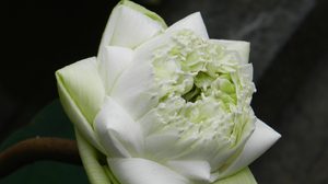 ปฏิทินวันพระ 2561 เดือนพฤศจิกายน