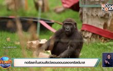 กอริลลาในสวนสัตว์ลอนดอนฉลองคริสต์มาส