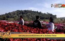 นทท.แห่ชมสวนดอกไม้เมืองหนาวที่ อ.วังน้ำเขียว โคราช