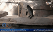 สวนสัตว์ดัลลัสเผยโฉมลูกเพนกวินเกิดใหม่
