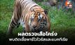 พบเชื้อพาร์โวในเสือแม่ริม–แม่แตง เร่งคุมโรค