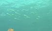 การอพยพของ “ฝูงปลาซาร์ดีน” ในแอฟริกาใต้