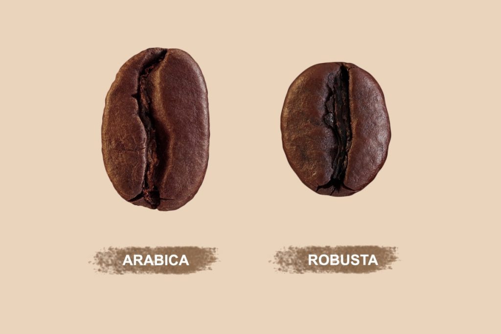 รู้จักกาแฟโรบัสต้าและกาแฟอาราบิก้าแตกต่างกันอย่างไร