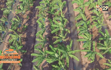 ปลูกกล้วยหอมสร้างรายได้ช่วงเทศกาลตรุษจีน 