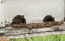 ตั้งแนวรั้วรังผึ้งกันช้างป่า