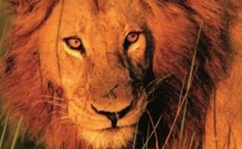20 Animals That Will Kill You สายพันธุ์อันตราย