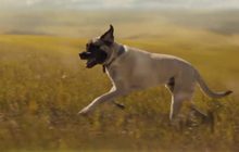 A Dog’s Journey