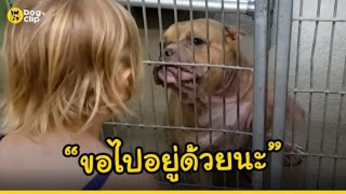 มือเล็กๆของเด็กน้อยมอบชีวิตใหม่ให้น้องหมาป่วย | Dog's Clip