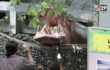 ตั้งเป้าสวนสัตว์ดุสิตแห่งใหม่ทันสมัย