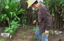 อากาศแปรปรวนกระทบพืชเกษตรภาคเหนือ