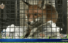 ศูนย์พยาบาลเพื่อสุนัขจิ้งจอกในอังกฤษ