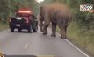 เฝ้าระวังช้างป่าเขาใหญ่ตกมันทำลายรถนักท่องเที่ยว