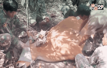 Five minutes Bighero : น.สพ.ภัทรพล มณีอ่อน HERO  ผู้พิทักษ์สัตว์ป่า ตอนที่ 3/5