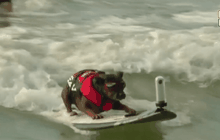 แข่งขันสุนัขโต้คลื่นในออสเตรเลีย