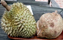 “ทุเรียนไร้หนาม” หนึ่งเดียวในโลกที่เมืองลับแล