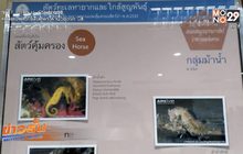 ทช.เผยภาพรวมสถานการณ์สัตว์ทะเลหายาก