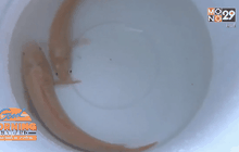 ชาวบ้านแตกตื่น! พบปลาช่อนทองให้โชคลาภ