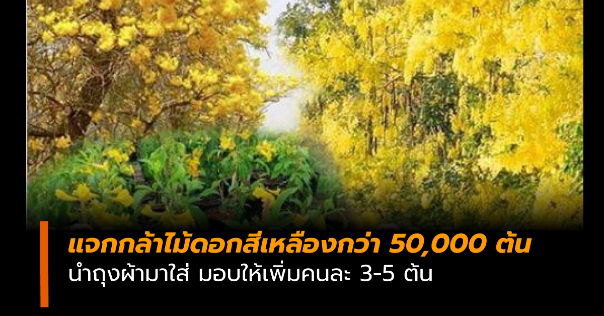 กรมป่าไม้ แจกกล้าไม้ดอกสีเหลืองกว่า 50,000 ต้น นำถุงผ้ามาใส่ ให้เพิ่มคนละ 3-5 ต้น