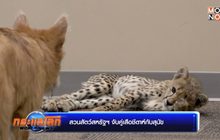 สวนสัตว์สหรัฐฯ จับคู่เสือชีตาห์กับสุนัข