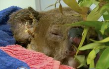 “โคอาลา”หนีไฟป่าปลอดภัยแล้ว ได้ชื่อใหม่ “ลูอิส”