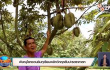 พิษณุโลกชวนชิมทุเรียนพลิกวิกฤตสับปะรดราคาตก