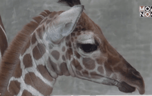 เปิดตัว“ลูกยีราฟ”พันธุ์หายากที่เชียงใหม่