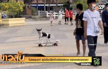 ไม่ธรรมดา! สุนัขโชว์ลีลาไถเซิร์ฟสเกต อย่างคล่องแคล่ว