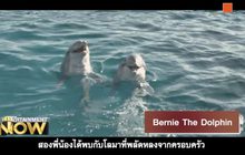 Movie Review : Bernie The Dolphin