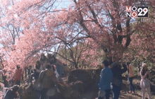 นักท่องเที่ยวแห่ชมซากุระเมืองไทยบ้านขุนกลาง