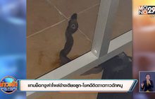 แทบช็อกงูเห่าโผล่ข้างเตียงลูก-โชคดีติดถาดกาวดักหนู
