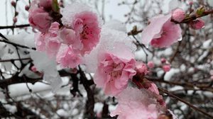 [รีวิว] เที่ยวญี่ปุ่น ในวันที่ซากุระบาน พร้อมหิมะตก ริมทะเลสาบ Kawaguchiko
