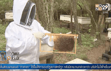 แอฟริกาปรับปรุงสายพันธุ์ผึ้งท้องถิ่น