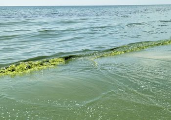 ปรากฏการณ์  แพลงก์ตอนบลูม เปลี่ยนน้ำทะเลเป็นสีเขียว ที่ประจวบฯ