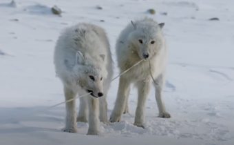 Wild Moment – Dangerous 3