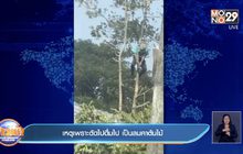 เหตุเพราะตัดไปดื่มไป เป็นลมคาต้นไม้